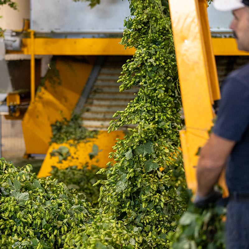 Ein Feldarbeiter pflückt Hopfen.