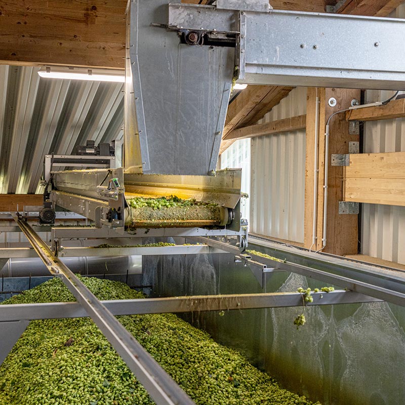 Hopfen fällt auf ein Förderband in einem Silo.