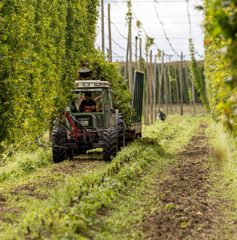 traktor-bei-ernte-2